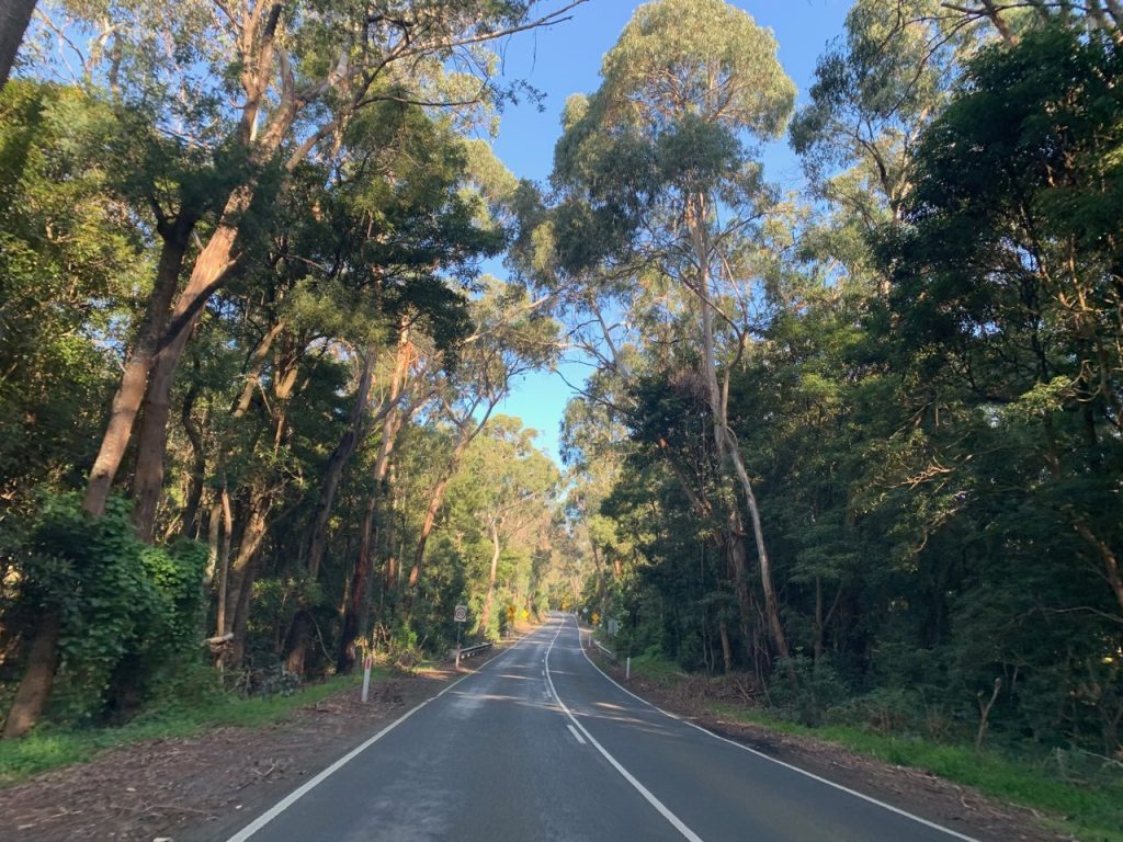 A road through the trees in Merricks