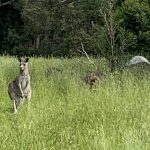 Kangaroos at Arthurs Seat