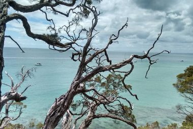 Old tree in Portsea pictured against the Port Phillip Bay
