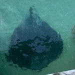Stingray-at-Shelley-Beach