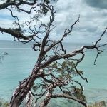 Why You Need A Newsletter Tree