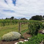 How Much Is A Customer Worth To You? Winery-and-garden-scaled